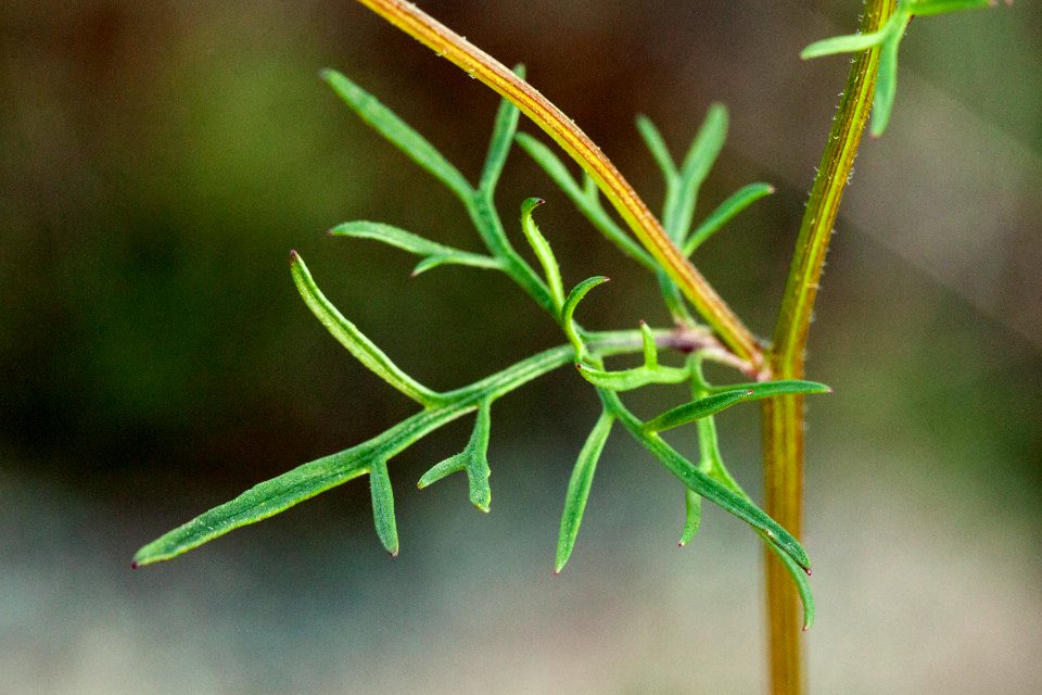 Bidens tenuisecta