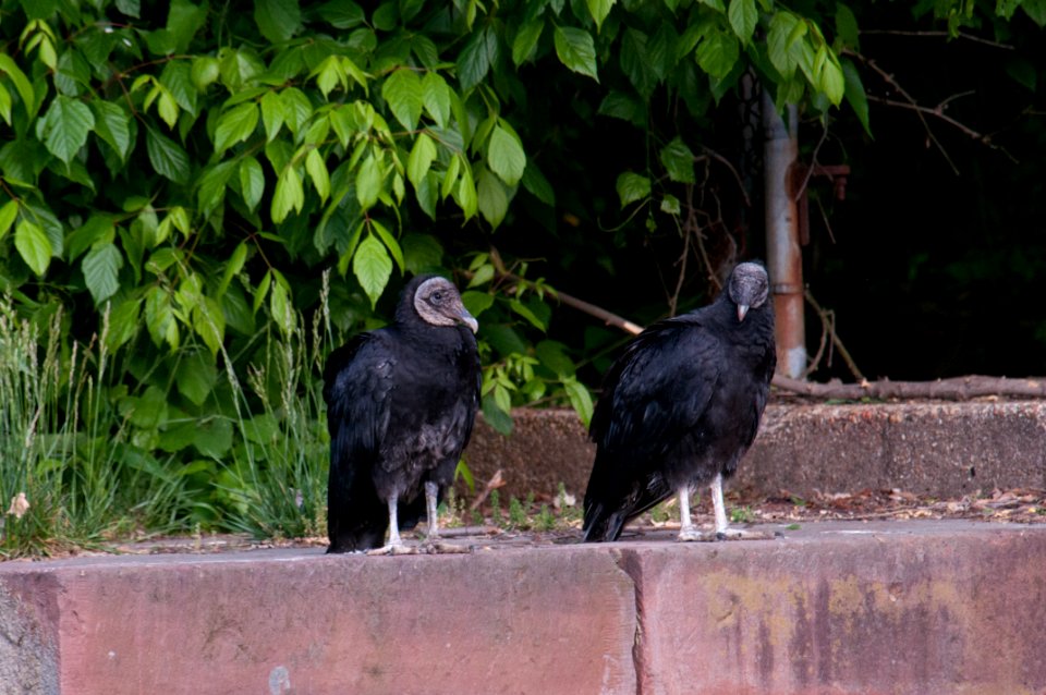 Black Vultures 5-11-2010 6880