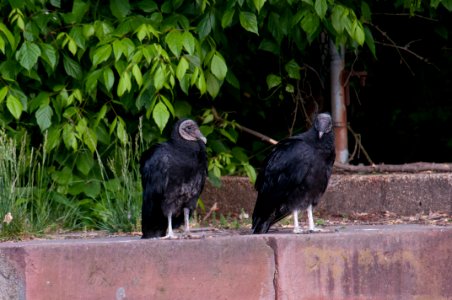 Black Vultures 5-11-2010 6880