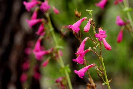 Penstemon pseudospectabilis photo