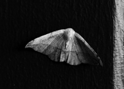 A Moth photo