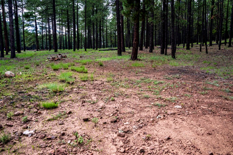 Wing Mountain Camping Area: FR 222A