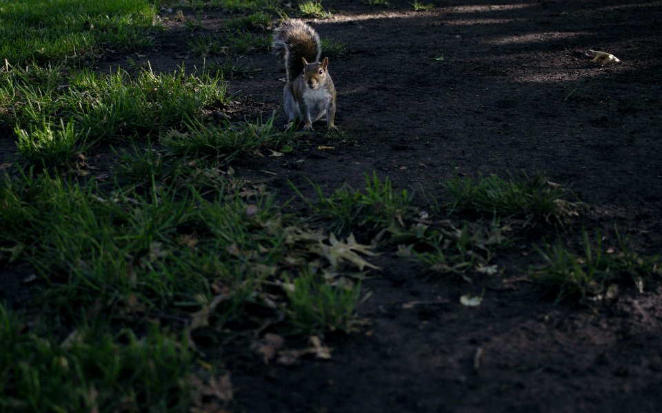 Squirrel at the park