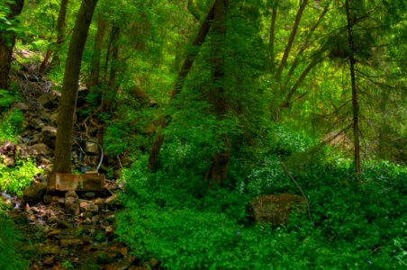 Little L.O. Trail No. 6