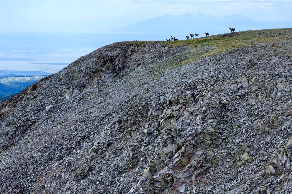 Ovis canadensis