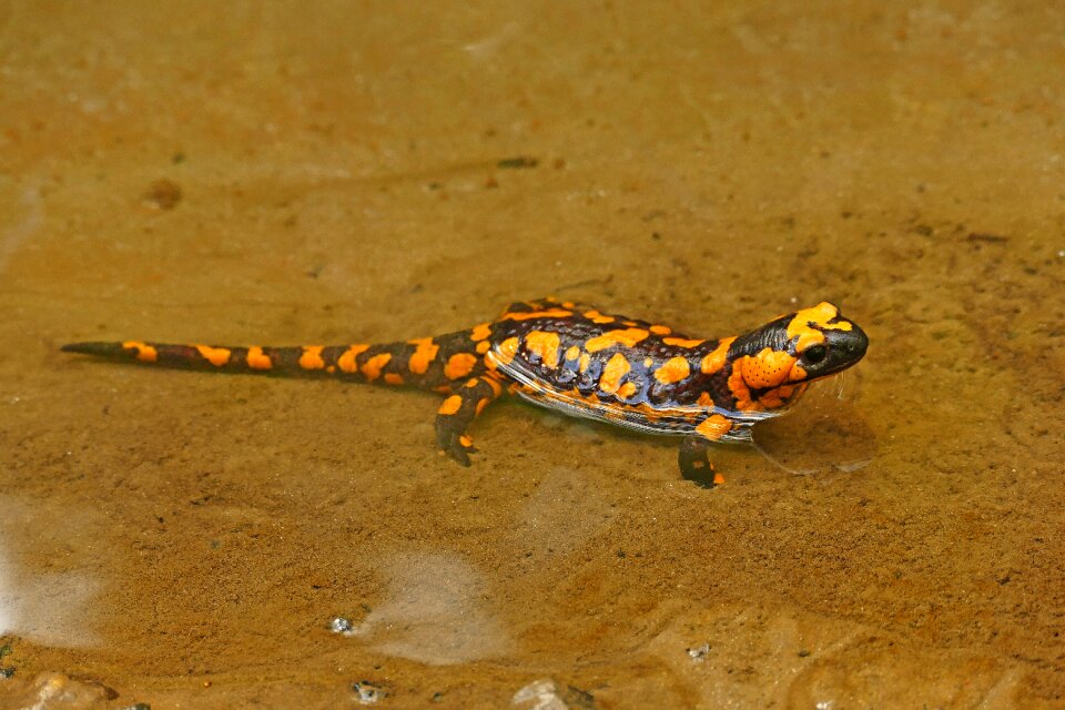 Animals creature reptile