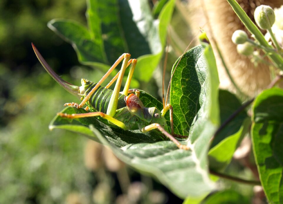 Insect green macro