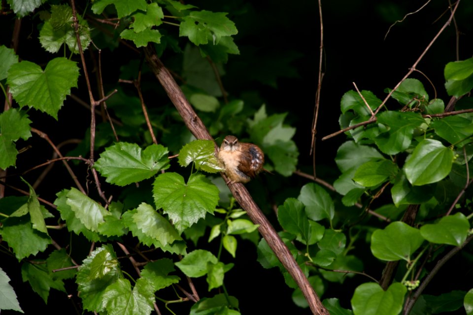Carolina Wren 8744