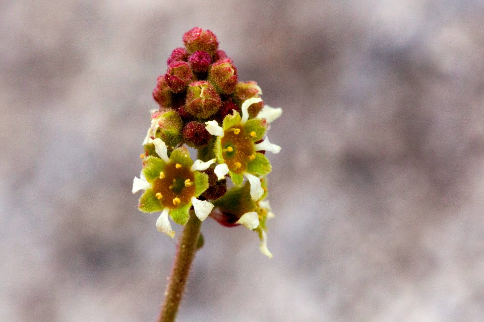 Heuchera parvifolia