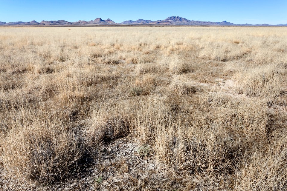 Lordsburg Playa