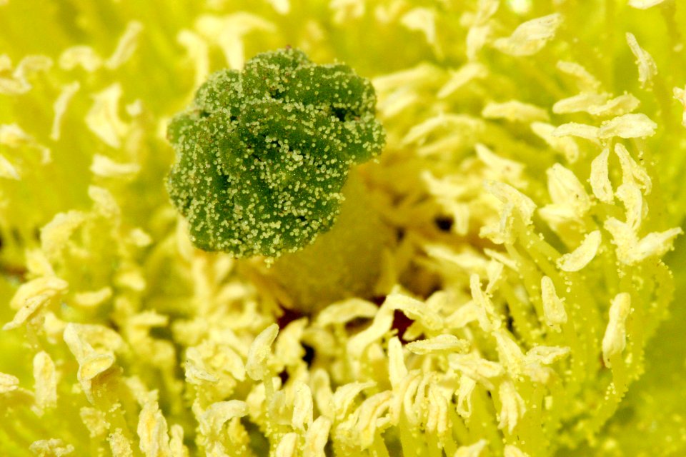 Opuntia polyacantha