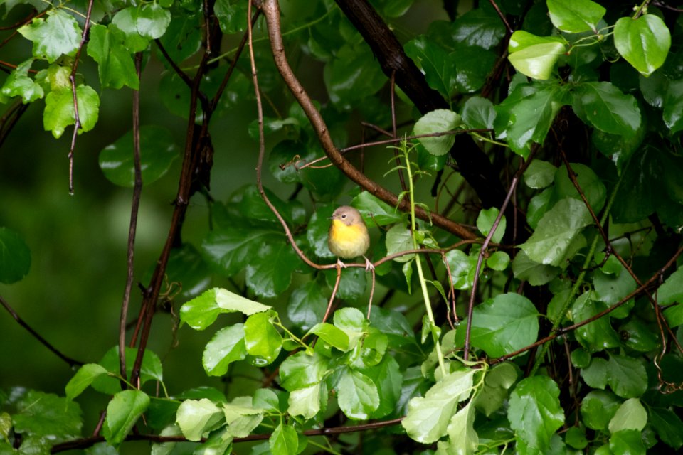 Common Yellowthroat 8654