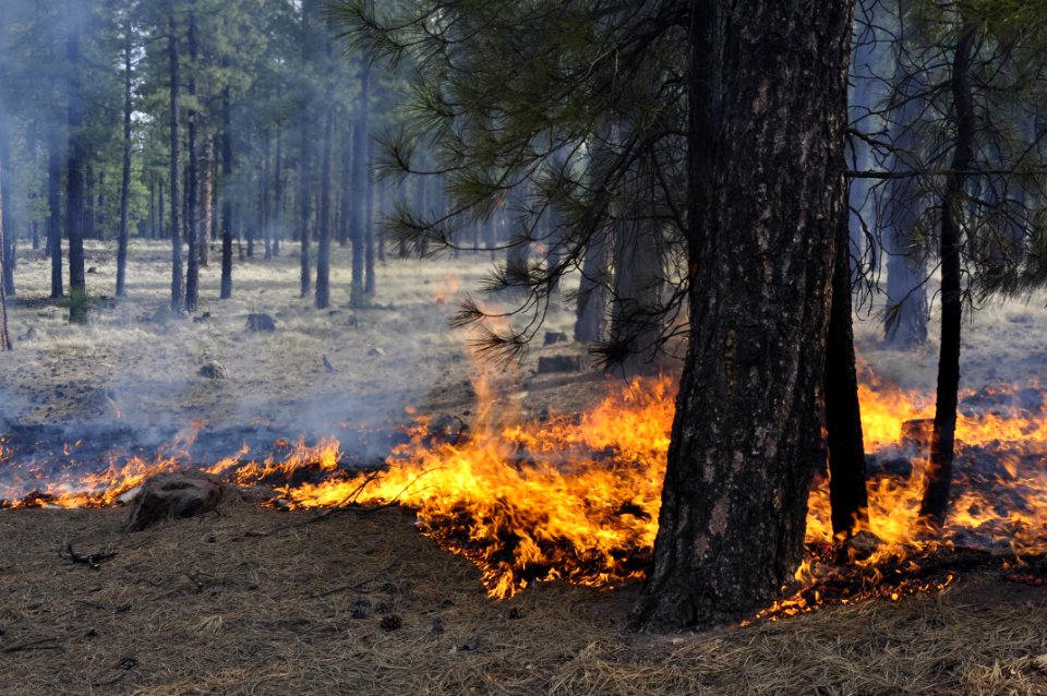 Woody Ridge Rx Burn 4-7-16