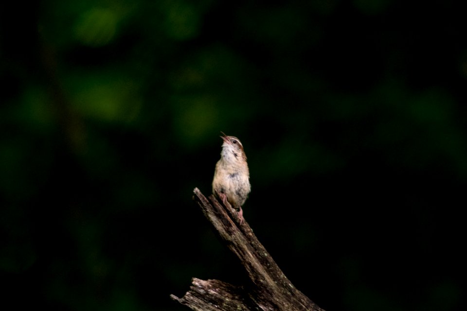 Carolina Wren 8785