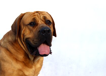 Winter background breed