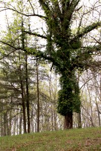 2018 Walk for the Woods Bacon Ridge Natural Area 168
