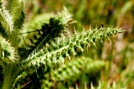 Cirsium eatonii var. eriocephalum