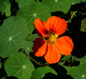 Blooming petals floral