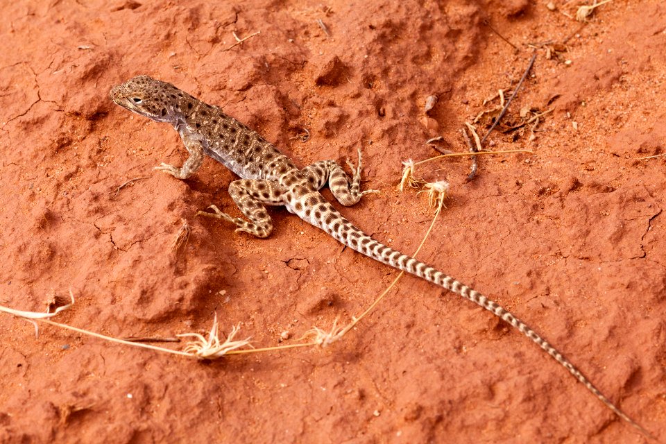 Gambelia wislizenii