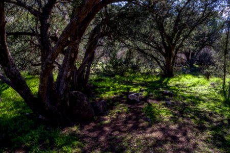 Homestead at Fossil Creek