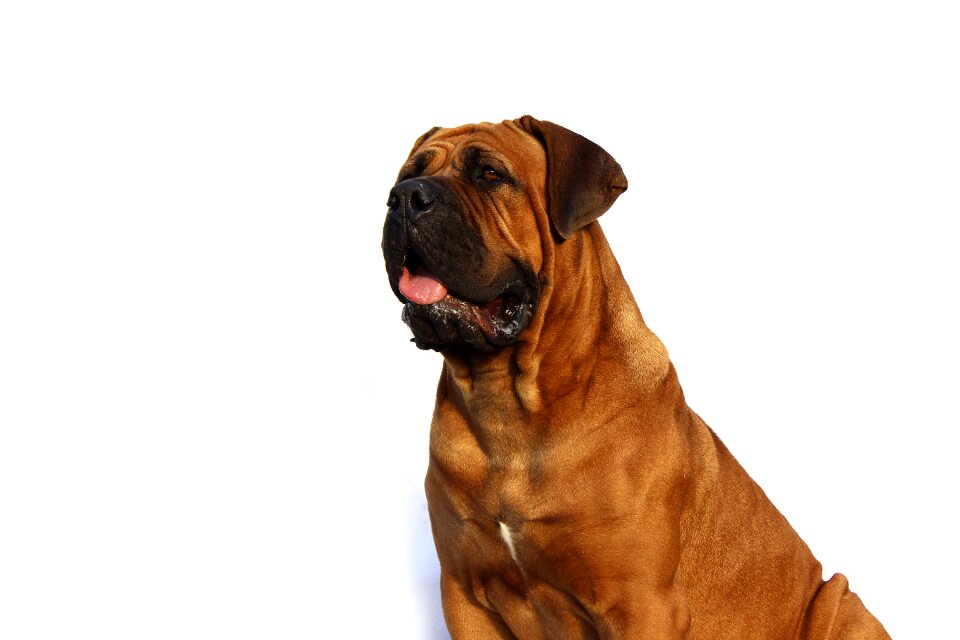 Winter background breed