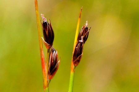 Juncus drummondii