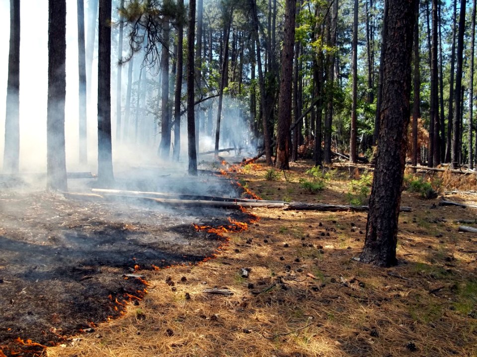 Horse Tank Fire 2015-06-11 (1)