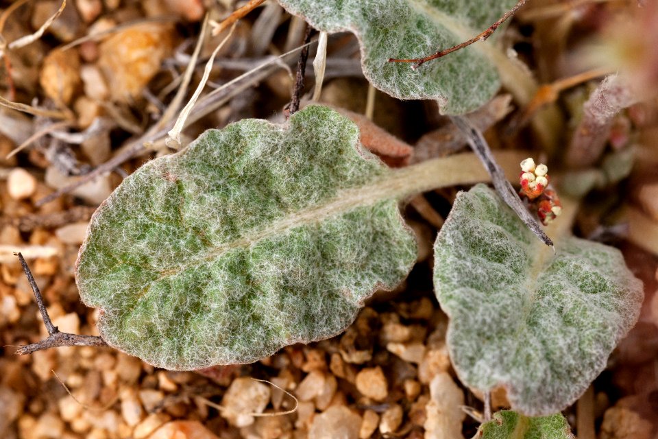 Eriogonum thurberi