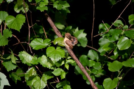 Carolina Wren 8729