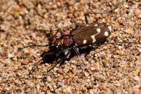 Cicindela limbalis