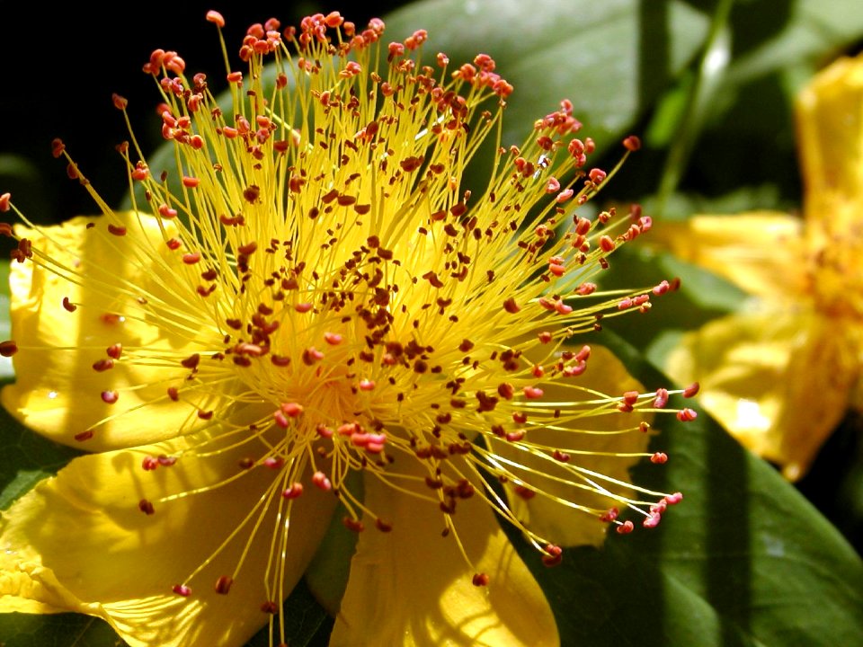 St Johns Wort Flower