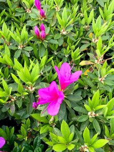 Flowers spring garden