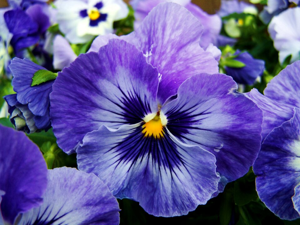 Blue and purple pansy flower garden spring flower