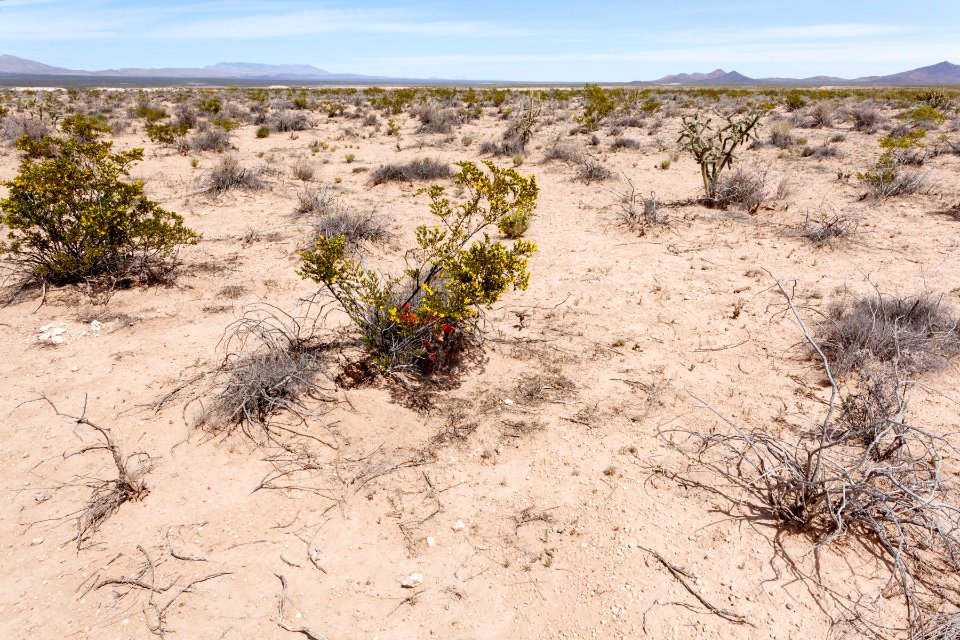 East of Rincon Arroyo