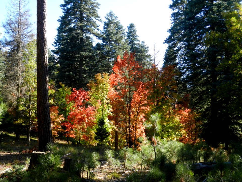 Fall color on the Mogollon Rim