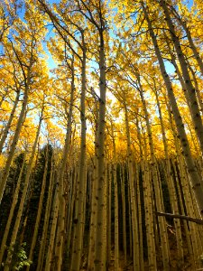 Fall in Lockett Meadow
