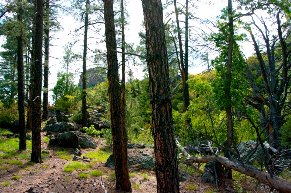 Kelsey Trail No. 3