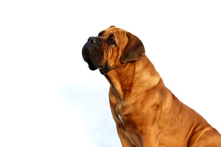 Winter background breed