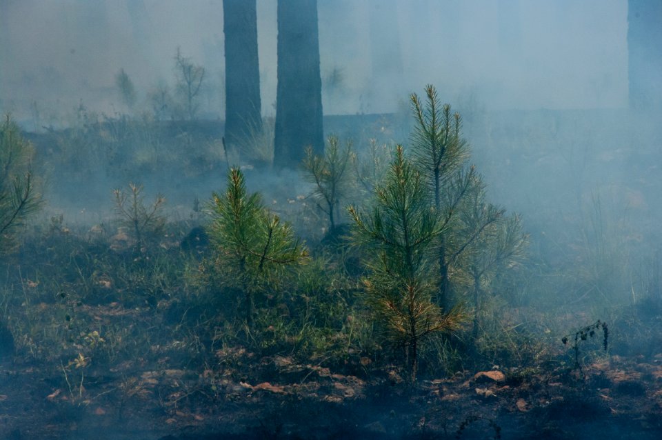 Camillo Fire 2015-06-24