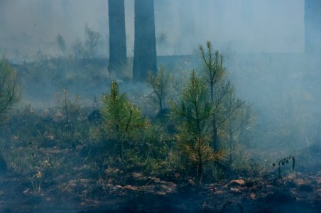 Camillo Fire 2015-06-24