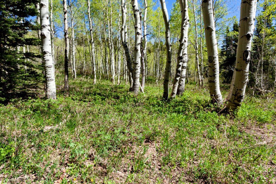 Uncompahgre Divide