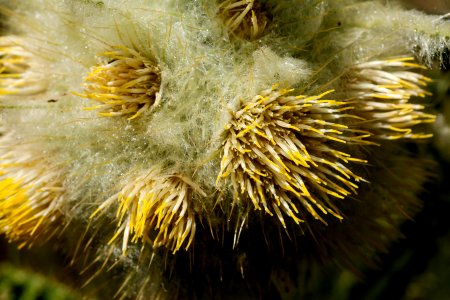 Cirsium eatonii var. eriocephalum