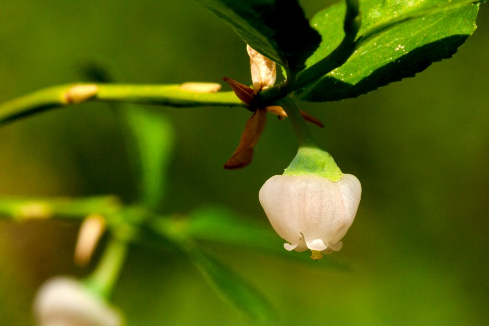 Vaccinium myrtillus