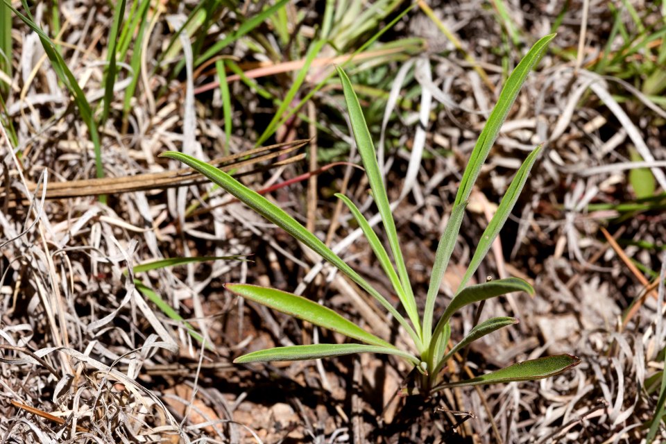 Penstemon virgatus subsp. virgatus