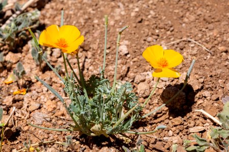 Eschscholzia californica subsp. mexicana
