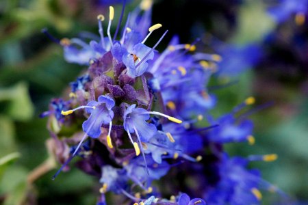 Salvia dorrii var. clokeyi