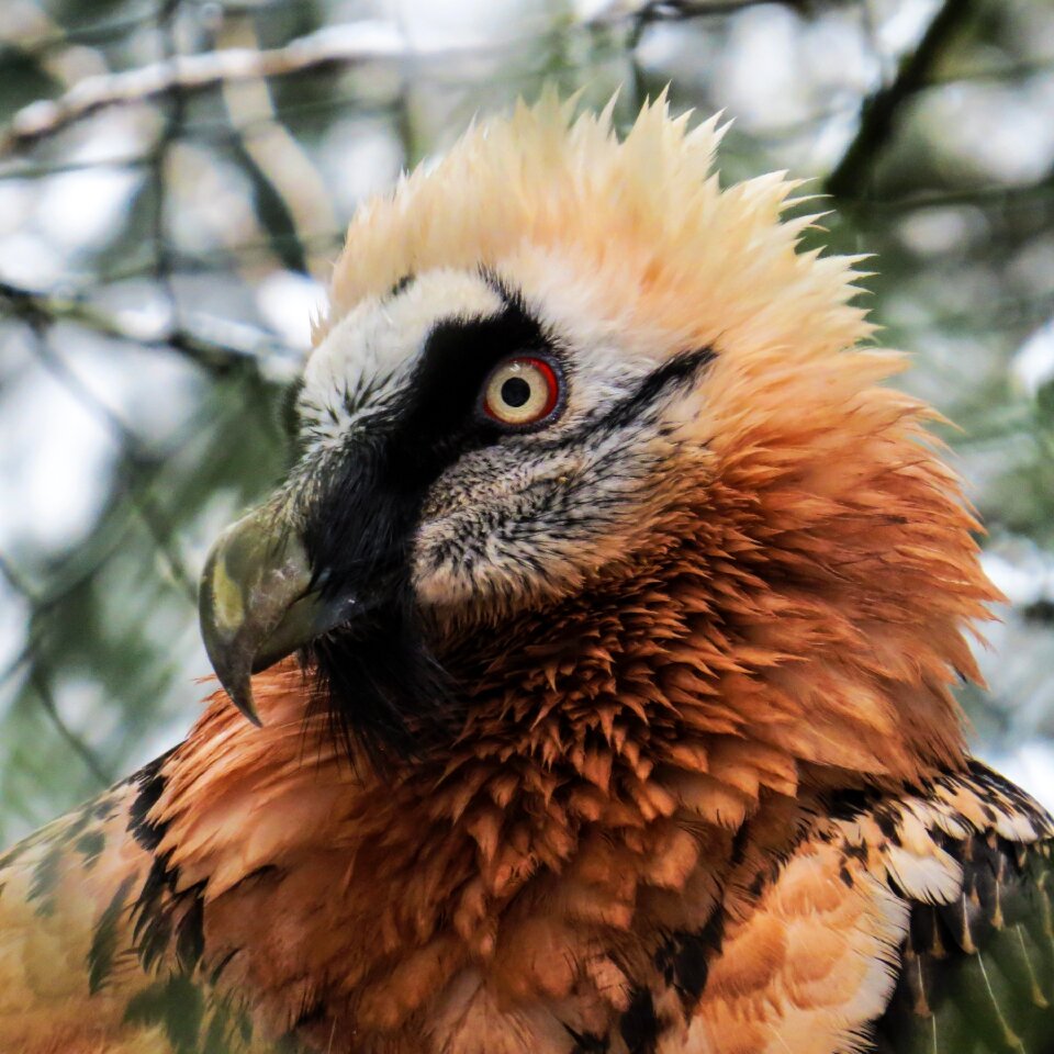 Bird of prey bill eyes