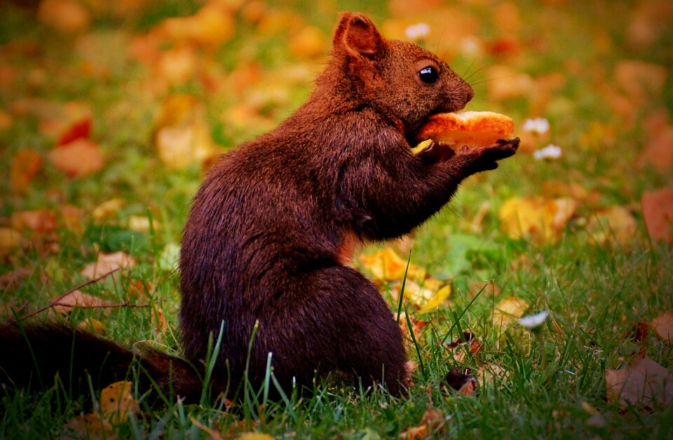 Nature rodent garden