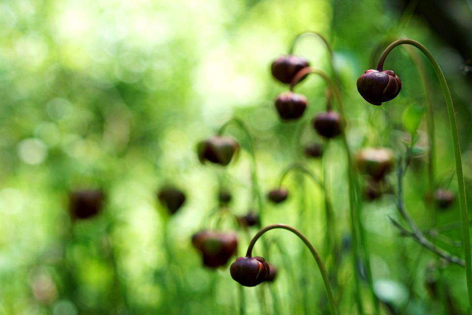 Mountain sweet pitcher plant flowers emerging at Riverbend CPA