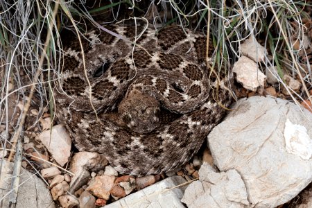 Crotalus atrox